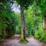 Forest path diverging into two trails surrounded by lush green trees.